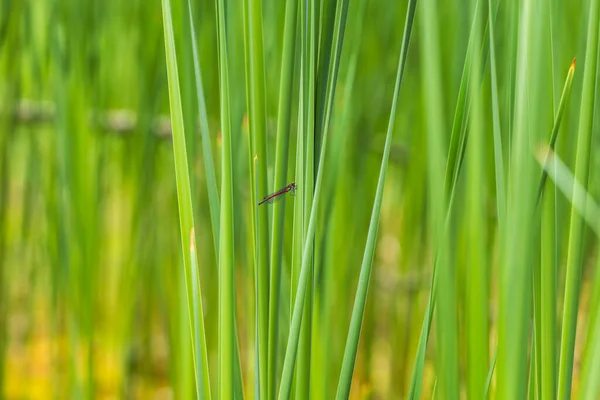 Libelle Odonata Mit Ausgestreckten Flügeln Auf Einem Grashalm Hintergrund Ein — Stockfoto