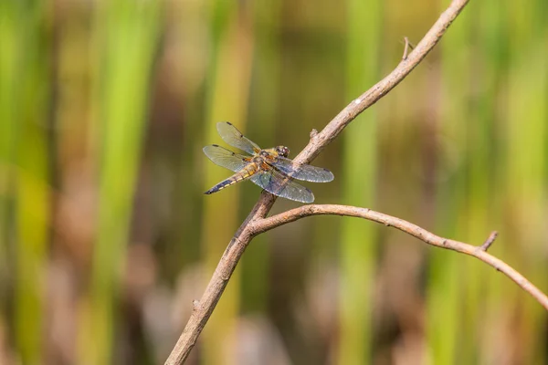 Dragonfly Odonata Outstretched Wings Blade Grass Background Beautiful Bokeh Created — Stock Photo, Image