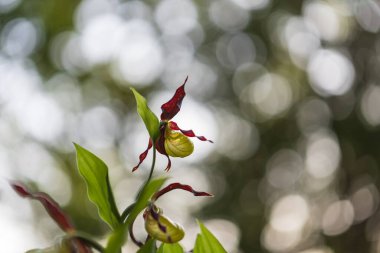 Cypripedium calceolus - yeşil çimenlikteki güzel sarı çiçek. Vahşi bitki. Güzel bokeh.
