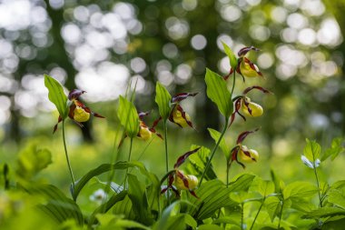 Cypripedium calceolus - yeşil çimenlikteki güzel sarı çiçek. Vahşi bitki. Güzel bokeh.