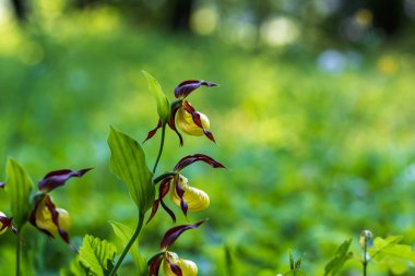 Cypripedium calceolus - yeşil çimenlikteki güzel sarı çiçek. Vahşi bitki. Güzel bokeh.