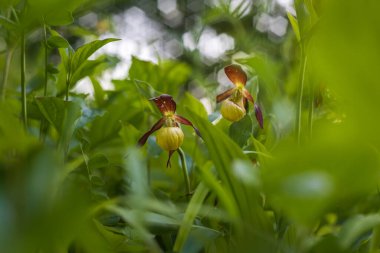 Cypripedium calceolus - yeşil çimenlikteki güzel sarı çiçek. Vahşi bitki. Güzel bokeh.