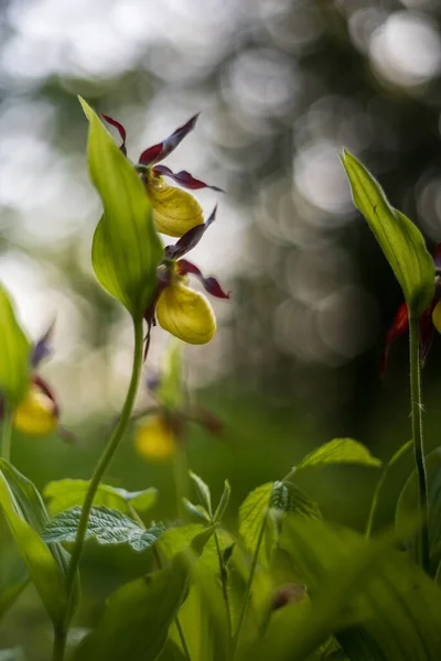 Cypripedium Calceolus Orchidee Schöne Gelbe Blume Grünen Gras Wildpflanze Schönes — Stockfoto