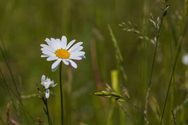 Daisy yeşil çayırda. Sarı merkezli beyaz yapraklar..