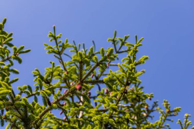 Ladin kozalaklı ağaç dalları. Genç yeşil çayır kenarında filizleniyor. Dalın üzerinde bir koni var..