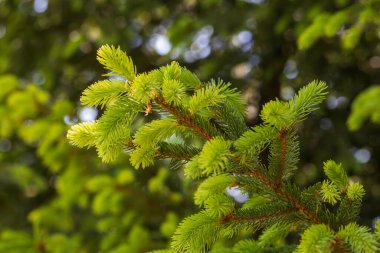 Ladin kozalaklı ağaç dalları. Genç yeşil çayır kenarında filizleniyor. Dalın üzerinde bir koni var..