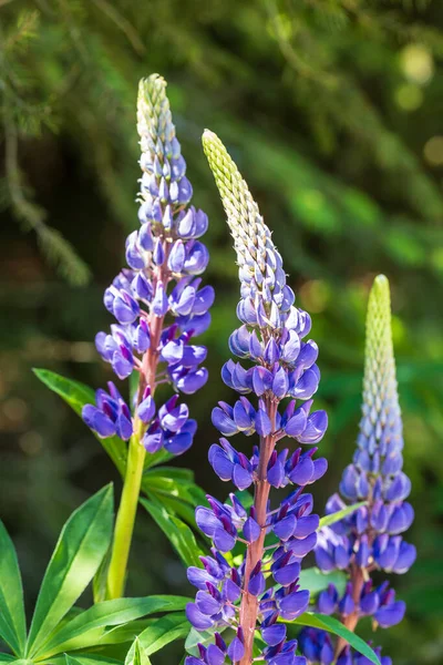 Belle Fleur Sauvage Bleue Dans Prairie Fond Est Vert — Photo