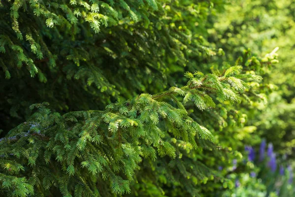 Świerkowe Gałązki Drzew Iglastych Młode Zielone Pędy Skraju Łąki Gałęzi — Zdjęcie stockowe