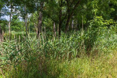 Ormandaki gölün etrafındaki uzun otlar..