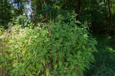 Çayırdaki çimlerde yeşil ısırgan otu.