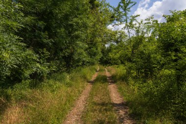 Toprak yol. Yol boyunca olgun ağaçlar ve çalılar var..