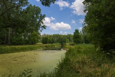 Yeşil suyu olan gölet. Göletin etrafında uzun otlar ve ağaçlar var..