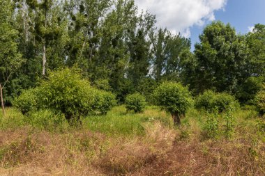 Göletin çevresindeki manzara çok güzel. Eski güzel söğütler - sudaki bir çayırda söğüt ağacı.