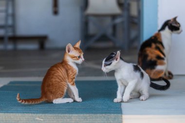 Evin önünde kedileri olan vahşi sokak kedileri..