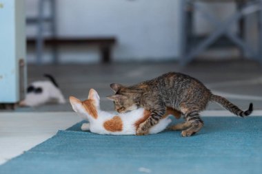 Evin önünde kedileri olan vahşi sokak kedileri..