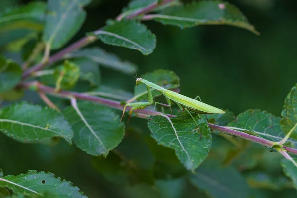 Mantis Mantis Religiosa Animal Verde Sentado Una Brizna Hierba Prado — Foto de Stock