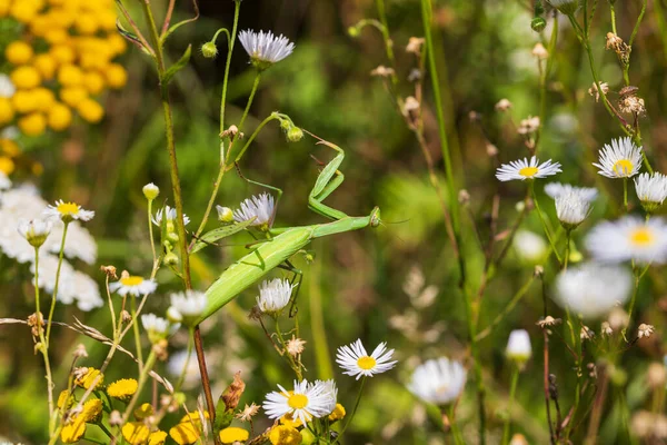 stock image Mantis - Mantis religiosa green animal sitting on a blade of grass in a meadow.