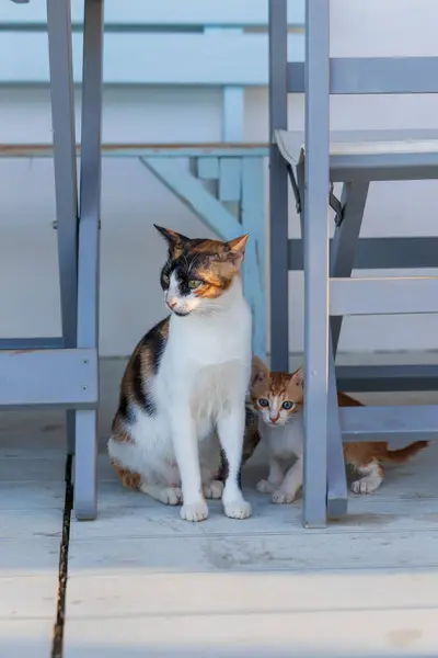 Wilde Straatkatten Met Kittens Voor Het Huis — Stockfoto