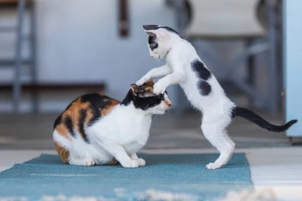 Wilde Straatkatten Met Kittens Voor Het Huis — Stockfoto