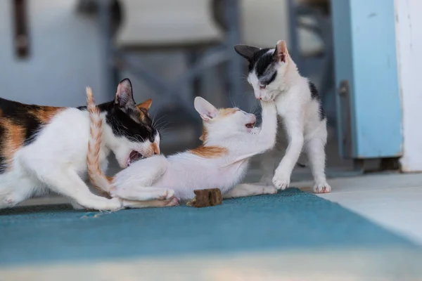 Gatos Rua Selvagens Com Gatinhos Frente Casa — Fotografia de Stock