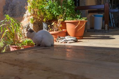 Girit Yunanistan 'ın güneydoğusundaki Moni Kapsa manastırının çevre ve manzarası - Lerapetra bölgesi.
