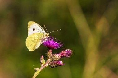 Kelebek çayırı. Çiçeklerin ve otların üzerinde kelebekler ve böcekler var..