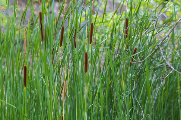 装飾植物Orobinec シガーは荒野の池の岸に成長します — ストック写真