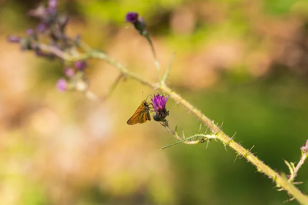 Łąka Motyli Kwiatach Trawie Motyle Owady — Zdjęcie stockowe