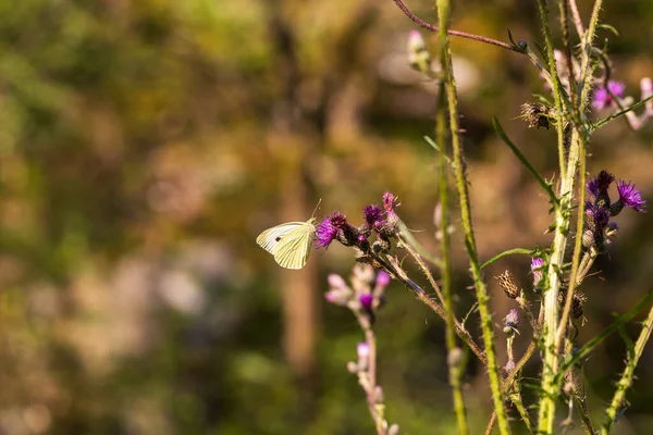 蝴蝶的草地 花儿和草地上有蝴蝶和昆虫 — 图库照片
