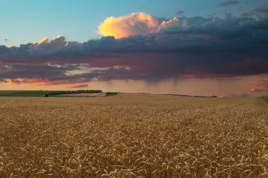 Yaz manzarası. Tahıllı tarla. Gökyüzünde güzel bulutlar var..