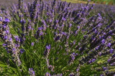 Lavandula adında güzel bir lavanta bitkisi olan yaz tarlası. Çiçekler mor ve pembe..