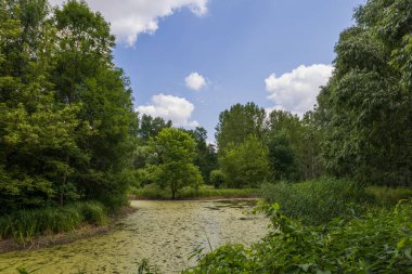 Üzerinde su açan bir gölet. Göletin etrafında ağaçlar ve çimenler var. Gökyüzü mavi.