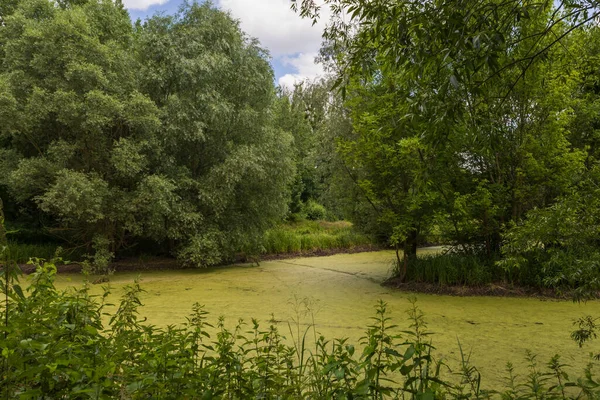 Ein Teich Auf Dem Wasser Blüht Rund Den Teich Gibt — Stockfoto