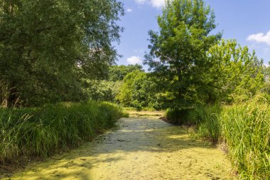 Üzerinde su açan bir gölet. Göletin etrafında ağaçlar ve çimenler var. Gökyüzü mavi.
