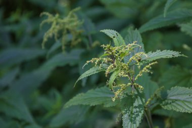 Çayırdaki çimlerde yeşil ısırgan otu.