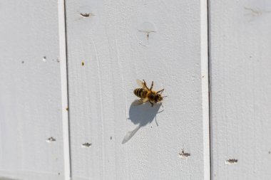 Tarladaki ahşap arılar. Arı kovanının etrafında arılar var.