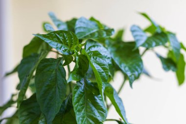 Balkon fabrikası, Habanero acı biber, Capsicum chinense Jacquin. Bitkinin yeşil yaprakları.