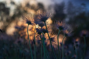 Bahar tarlasında paska çiçekleri. Fotoğraf: Pulsatilla grandis ve güzel bokeh..