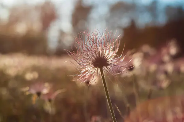 Pasque Blumen Auf Dem Frühlingsfeld Foto Pulsatilla Grandis Mit Schönem — Stockfoto