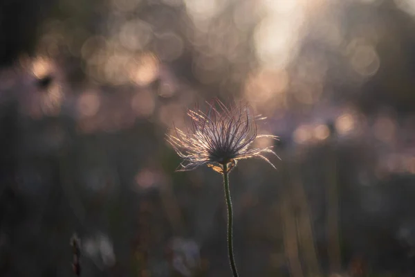 ดอกไม ปาสก บนท งฤด ใบไม ภาพถ Pulsatilla Grandis Bokeh — ภาพถ่ายสต็อก