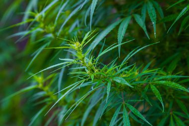 Yağmur üstüne bahar bahçesi. Rengarenk güzel çiçekler. Yaprakların üzerinde su damlaları var..