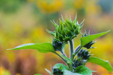 Yağmur üstüne bahar bahçesi. Rengarenk güzel çiçekler. Yaprakların üzerinde su damlaları var..