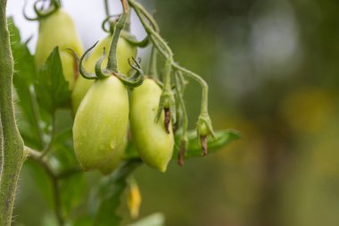 Yağmur üstüne bahar bahçesi. Rengarenk güzel çiçekler. Yaprakların üzerinde su damlaları var..