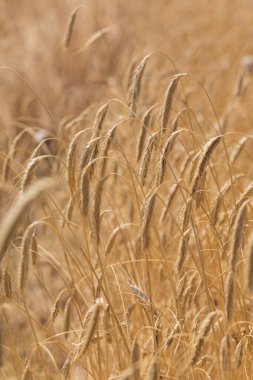 Tarlada olgunlaşmış altın mısırlar.