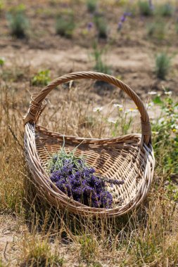 Lavandula adında güzel bir lavanta bitkisi olan yaz tarlası. Çiçekler mor ve pembe..