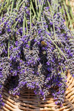 Lavandula adında güzel bir lavanta bitkisi olan yaz tarlası. Çiçekler mor ve pembe..