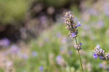 Lavandula adında güzel bir lavanta bitkisi olan yaz tarlası. Çiçekler mor ve pembe..