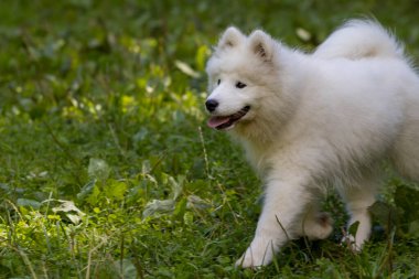 Samoyed - güzel bir Sibirya beyaz köpeği cinsi. Dört aylık köpek yavrusu yürüyüşe çıktı..