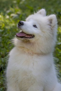 Samoyed - güzel bir Sibirya beyaz köpeği cinsi. Dört aylık köpek yavrusu yürüyüşe çıktı..