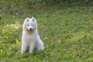 Samoyed - güzel bir Sibirya beyaz köpeği cinsi. Dört aylık köpek yavrusu yürüyüşe çıktı..